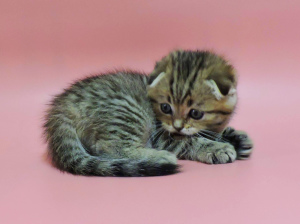 Foto №3. Schottische Kätzchen. Scottish Fold Tabby Boy.. Ukraine