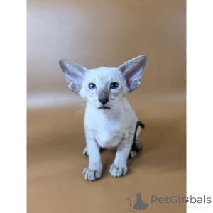 Foto №1. siamkatze - zum Verkauf in der Stadt Lindow | 350€ | Ankündigung № 174413