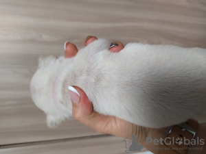 Foto №2 zu Ankündigung № 8136 zu verkaufen französische bulldogge - einkaufen Ukraine quotient 	ankündigung