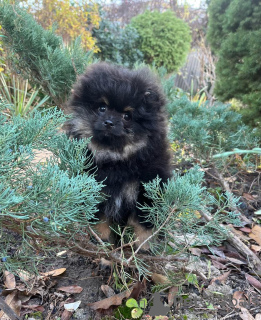 Foto №3. Puppenbaby Pomeranian Spitz.. Deutschland