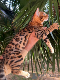 Foto №3. Eine Mähne wie ein Löwe, ein Herz wie ein Teddy. Jasper regiert voller Liebe.. Luxemburg