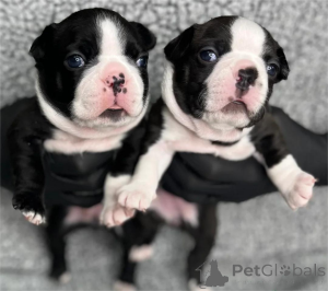 Foto №2 zu Ankündigung № 153761 zu verkaufen boston terrier - einkaufen Deutschland 