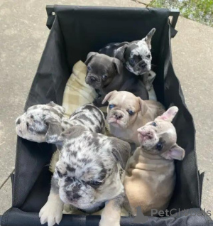 Foto №4. Ich werde verkaufen französische bulldogge in der Stadt Evergem. quotient 	ankündigung - preis - Frei