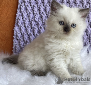 Foto №1. ragdoll-katze - zum Verkauf in der Stadt New York Mills | 265€ | Ankündigung № 104312