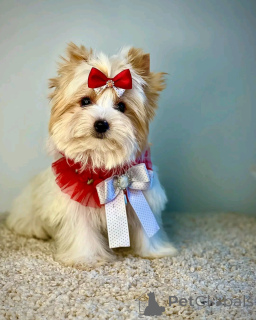 Foto №2 zu Ankündigung № 138122 zu verkaufen biewer terrier - einkaufen Deutschland züchter