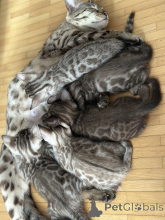 Foto №4. Ich werde verkaufen  in der Stadt Karlsruhe. züchter - preis - verhandelt