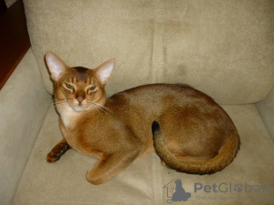 Foto №2. Paarung Service abessinierkatze. Preis - 54€