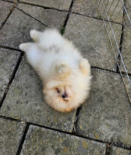 Foto №2 zu Ankündigung № 143396 zu verkaufen pommersche spitz - einkaufen Serbien 