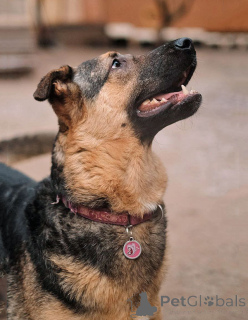 Foto №3. Kai, ein junger Haushund, der ein Zuhause sucht. Russische Föderation