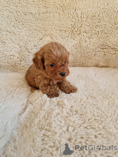 Foto №2 zu Ankündigung № 155650 zu verkaufen mischlingshund - einkaufen USA quotient 	ankündigung