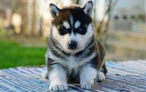 Foto №3. Siberian Husky-Welpen zu verkaufen. Deutschland