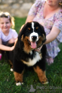 Foto №2 zu Ankündigung № 112195 zu verkaufen berner sennenhund - einkaufen Serbien züchter