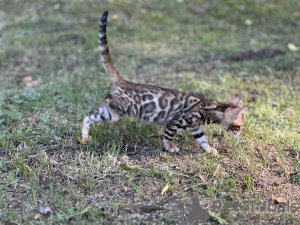 Foto №1. bengal katzenrasse - zum Verkauf in der Stadt Boston | verhandelt | Ankündigung № 36694