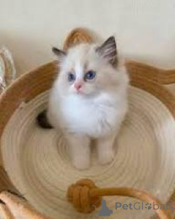 Foto №3. Myynnissä Ragdoll-Pentuja. Finnland