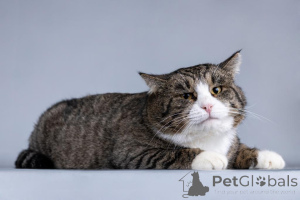 Foto №4. Ich werde verkaufen  in der Stadt Chimki. quotient 	ankündigung - preis - Frei