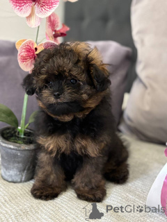 Foto №2 zu Ankündigung № 135181 zu verkaufen pommersche spitz - einkaufen Deutschland quotient 	ankündigung, vom kindergarten, züchter