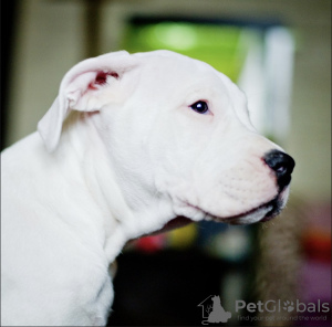 Zusätzliche Fotos: Dogo Argentino Welpen. Dokumente, Tests, Impfungen, Marken.