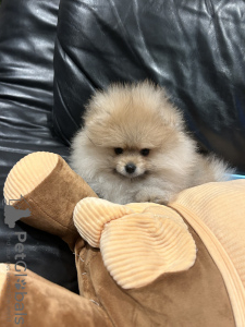 Foto №3. Puppys. Belgien