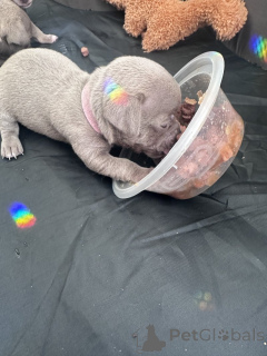 Foto №1. chihuahua - zum Verkauf in der Stadt Гамбург | 900€ | Ankündigung № 135624