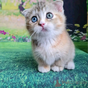 Foto №3. Munchkin -Kätzchen zum Verkauf. USA