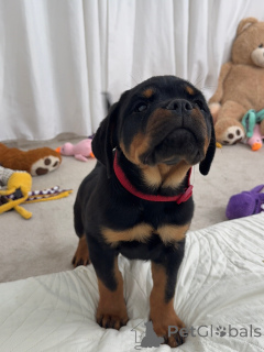 Foto №1. rottweiler - zum Verkauf in der Stadt Beaufort | verhandelt | Ankündigung № 179017