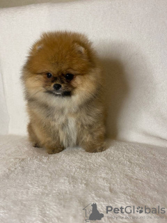 Foto №3. Das UPDATE**** zu Pomeranian 4 (Stand 08.07.) wird täglich aktualisiert. Deutschland