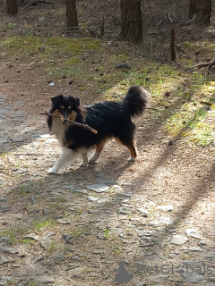 Foto №1. shetland sheepdog - zum Verkauf in der Stadt Skalice u České Lípy | verhandelt | Ankündigung № 142647