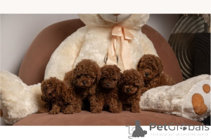 Foto №1. pudel (toy) - zum Verkauf in der Stadt Bachka-Palanka | verhandelt | Ankündigung № 168688