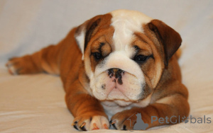 Foto №4. Ich werde verkaufen englische bulldogge in der Stadt Rotterdam. quotient 	ankündigung, züchter - preis - 1000€
