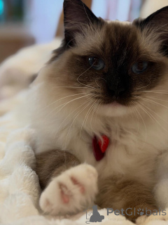 Foto №3. Ein in Fell gehüllter Sonnenstrahl trifft Sunny, den Labradoodle, der jeden Tag. Luxemburg