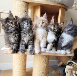 Foto №1. maine-coon-katze - zum Verkauf in der Stadt Bern | 700€ | Ankündigung № 163132