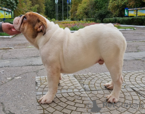 Foto №2 zu Ankündigung № 10940 zu verkaufen englische bulldogge - einkaufen Ukraine züchter