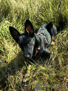 Foto №4. Ich werde verkaufen mischlingshund in der Stadt Москва. quotient 	ankündigung - preis - Frei