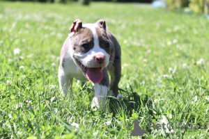 Foto №4. Ich werde verkaufen american bully in der Stadt Ramenskoje. vom kindergarten - preis - 2156€