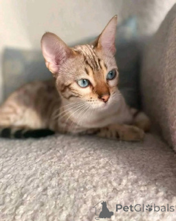 Foto №3. Entzückendes weibliches Bengal Kätzchen. USA