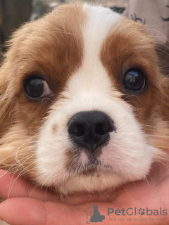 Foto №4. Ich werde verkaufen cavalier king charles spaniel in der Stadt Berlin. quotient 	ankündigung - preis - 1000€