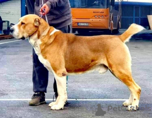 Zusätzliche Fotos: Welpen des zentralasiatischen Schäferhundes