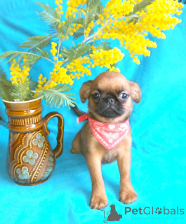 Foto №1. petit brabançon - zum Verkauf in der Stadt Moskwa | 647€ | Ankündigung № 165636