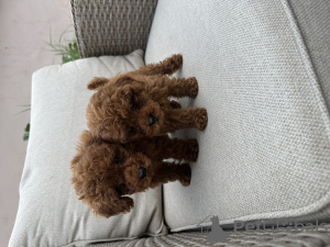 Foto №3. Rote Zwergpudelwelpen zu verkaufen. Serbien