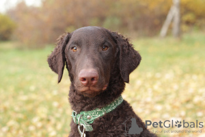 Foto №4. Ich werde verkaufen curly coated retriever in der Stadt St. Petersburg. quotient 	ankündigung - preis - verhandelt