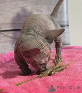 Foto №4. Ich werde verkaufen  in der Stadt Getaria. quotient 	ankündigung - preis - verhandelt