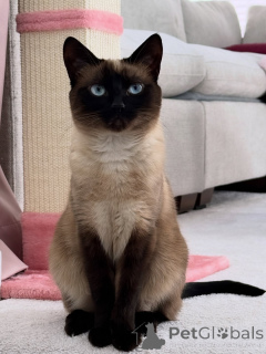 Foto №2 zu Ankündigung № 169109 zu verkaufen siamkatze - einkaufen Finnland quotient 	ankündigung
