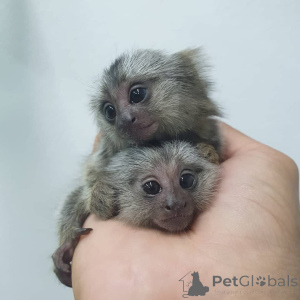 Foto №2 zu Ankündigung № 162664 zu verkaufen  - einkaufen Deutschland 