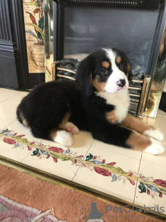 Foto №3. Süße Berner Sennenwelpen zur kostenlosen Adoption. Deutschland