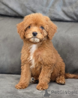 Foto №1. pudel (toy) - zum Verkauf in der Stadt Londoner Bezirk von Camden | 350€ | Ankündigung № 155340