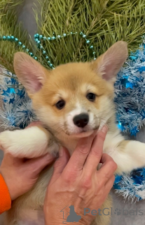 Foto №2 zu Ankündigung № 142479 zu verkaufen mischlingshund - einkaufen Russische Föderation vom kindergarten, züchter