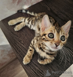 Foto №2 zu Ankündigung № 106327 zu verkaufen bengal katzenrasse - einkaufen Neuseeland quotient 	ankündigung