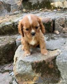 Foto №1. cavalier king charles spaniel - zum Verkauf in der Stadt Paris | 700€ | Ankündigung № 163166