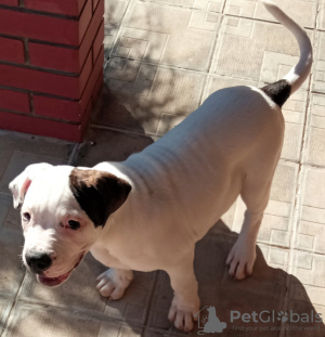 Foto №2 zu Ankündigung № 15575 zu verkaufen american bulldog - einkaufen Russische Föderation vom kindergarten