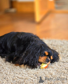 Foto №2 zu Ankündigung № 155579 zu verkaufen cavalier king charles spaniel - einkaufen Finnland quotient 	ankündigung